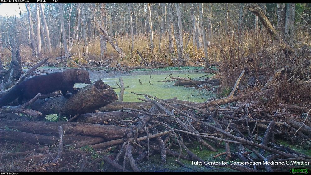 Camera trap photo of a fisher during the day on an old beaver dam