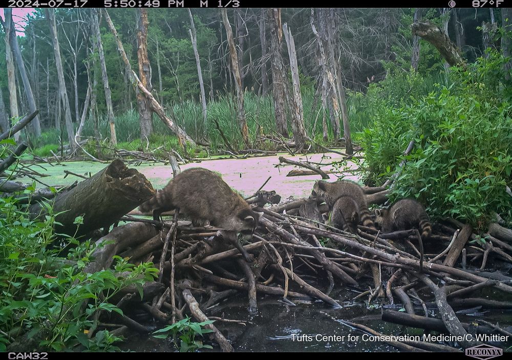 Camera trap photo of raccoons on a beaver dam in daylight