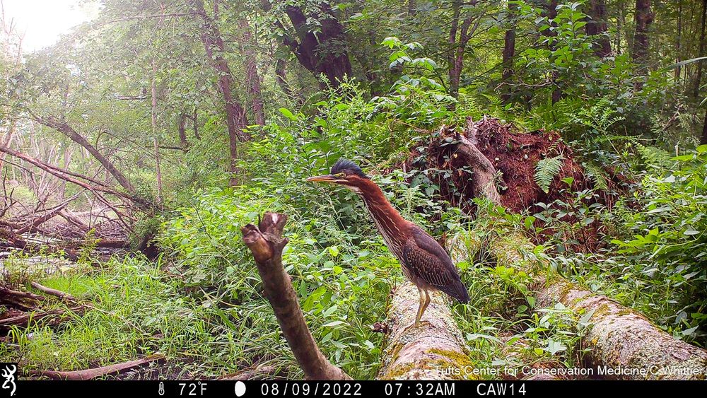 Camera trap photo of a green heron on log