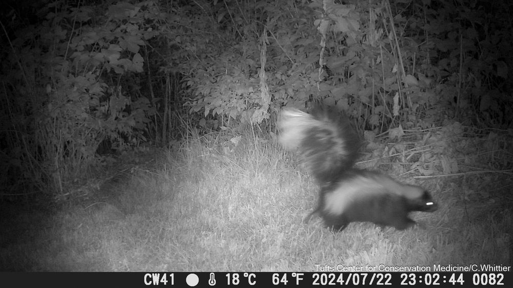Camera trap pic of a skunk