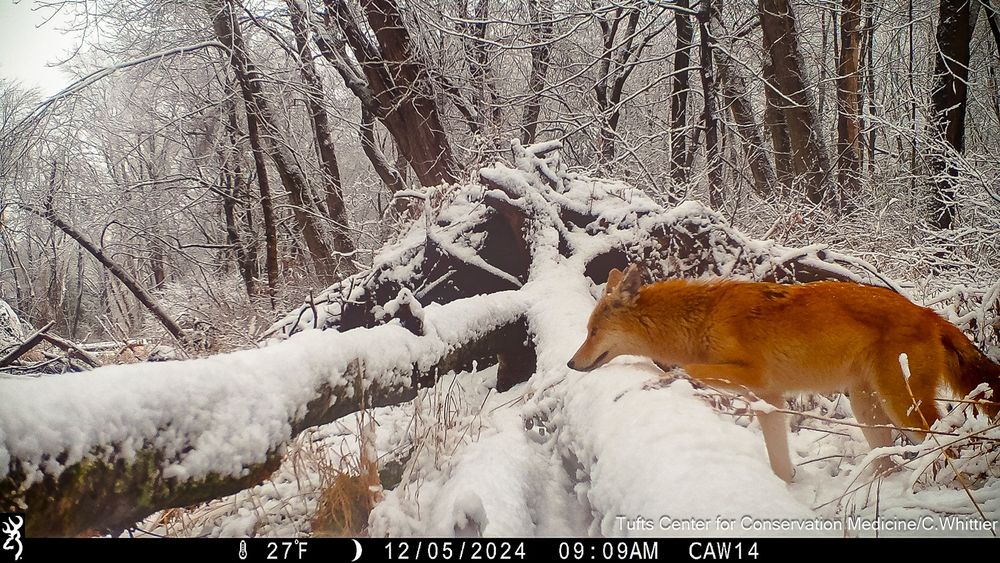 Camera trap photo of a blond colored coyote in the fresh snow 