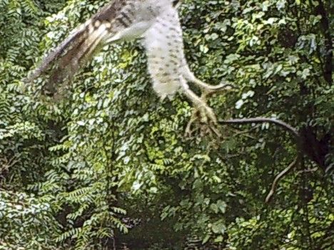 Camera trap photo close-up of a hawk in flight carrying a snake.