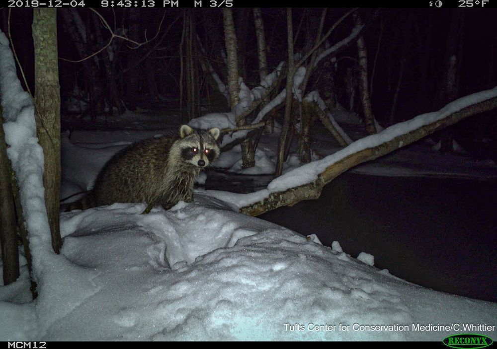 White flash night camera trap image a lone raccoon in the snow at the edge of a pond.