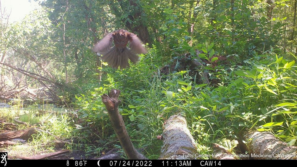 Camera trap photo of a robin in flight