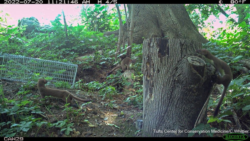 3 image composite of a weasel investigating a trap set for squirrels during the day