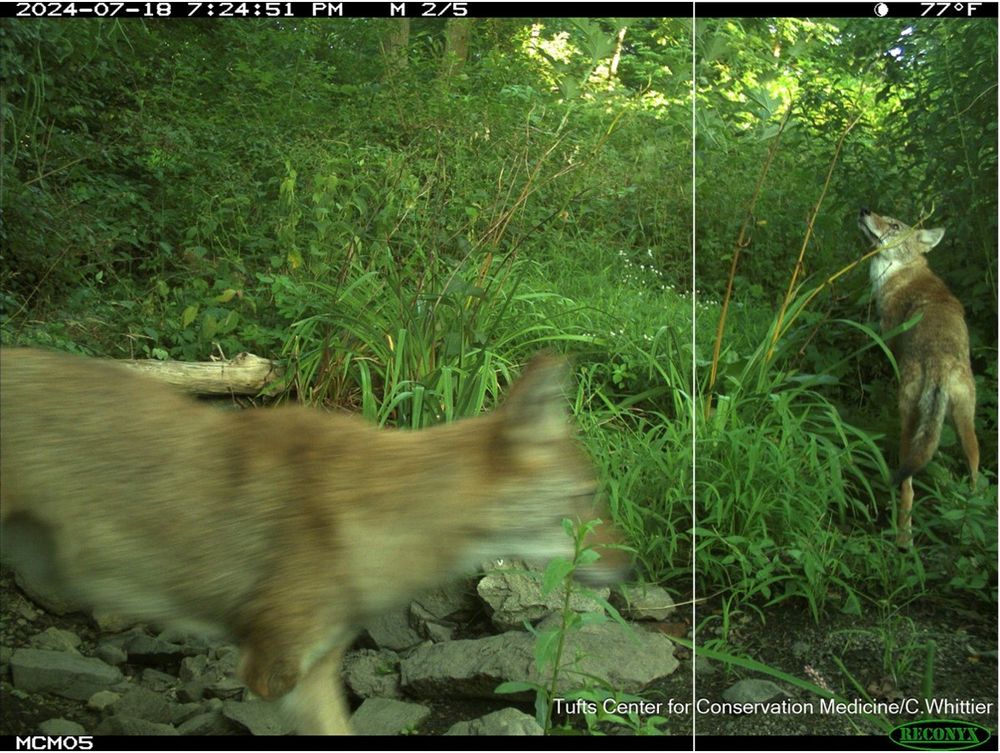 Camera trap daytime photo composite of a coyote missing her right front leg.