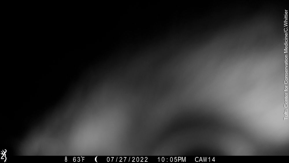 Camera trap photo of an animal's forehead and part of it's an eye, probably a great-horned owl.