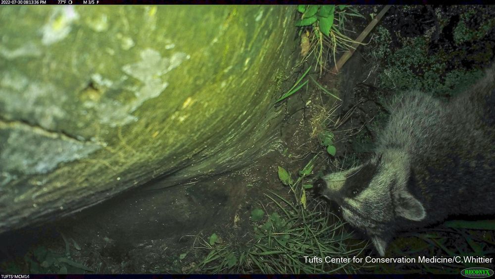 Camera trap photo looking down from a tree at a raccoon on the ground directly below