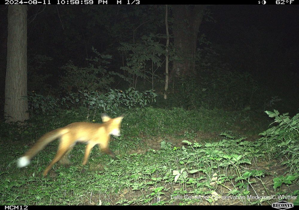 White flash camera trap photo of a skinny red fox at night