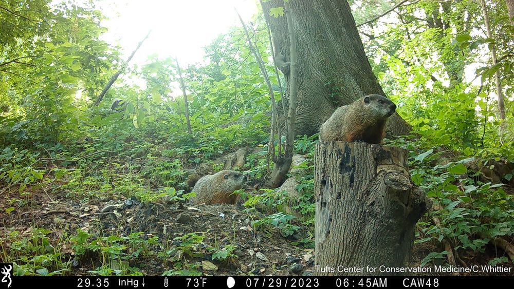 Camera trap photo of 2 woodchucks near their burrow.