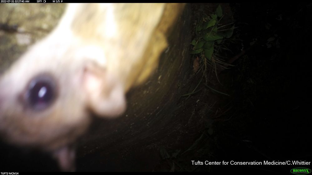 Camera trap photo of flying squirrel climbing a tree after raccoons had tipped the camera to point towards the ground