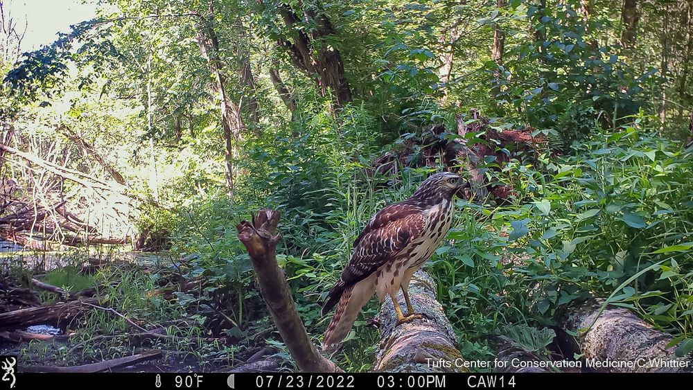 Camera trap photo of perched juvenile hawk