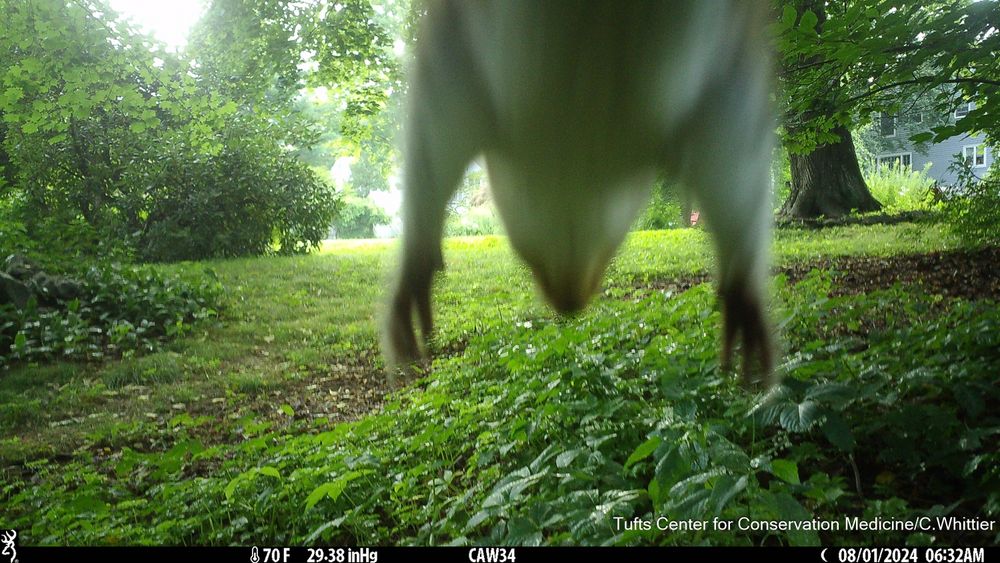 Camera trap photo of the underside of a gray squirrel as it jumps off the camera in front of the lens.
