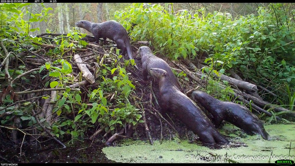 Camera trap photo of 2 NA river otters crawling up a beaver dam