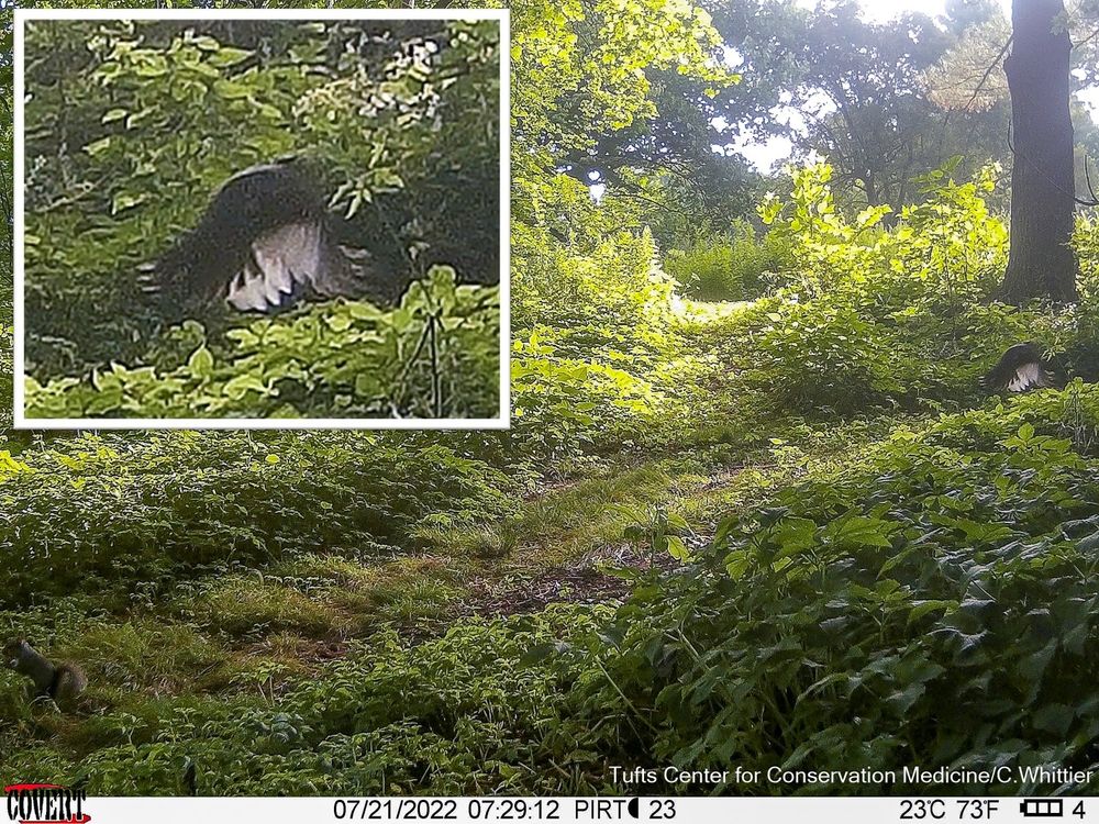 Camera trap photo of a squirrel and unknown bird in flight