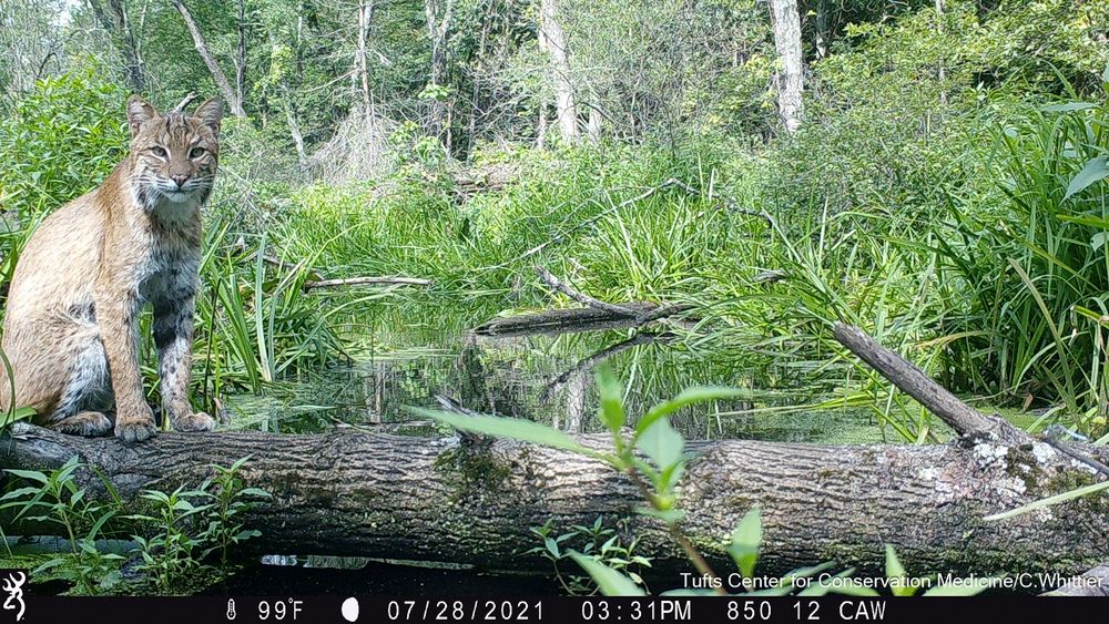 Camera trap photo of a bobcat sitting on a log crossing a stream.