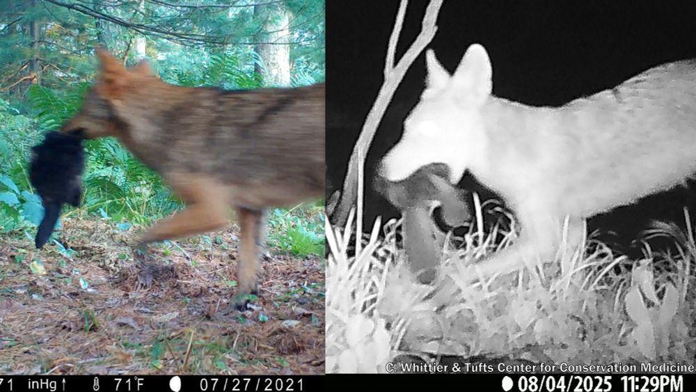 Composite of 2 camera trap images of coyotes carrying what appear to be baby beavers they have presumably killed.