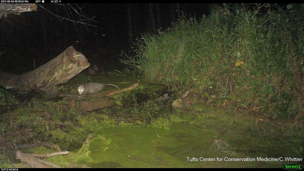 Camera trap photo of an opossum crossing a beaver dam