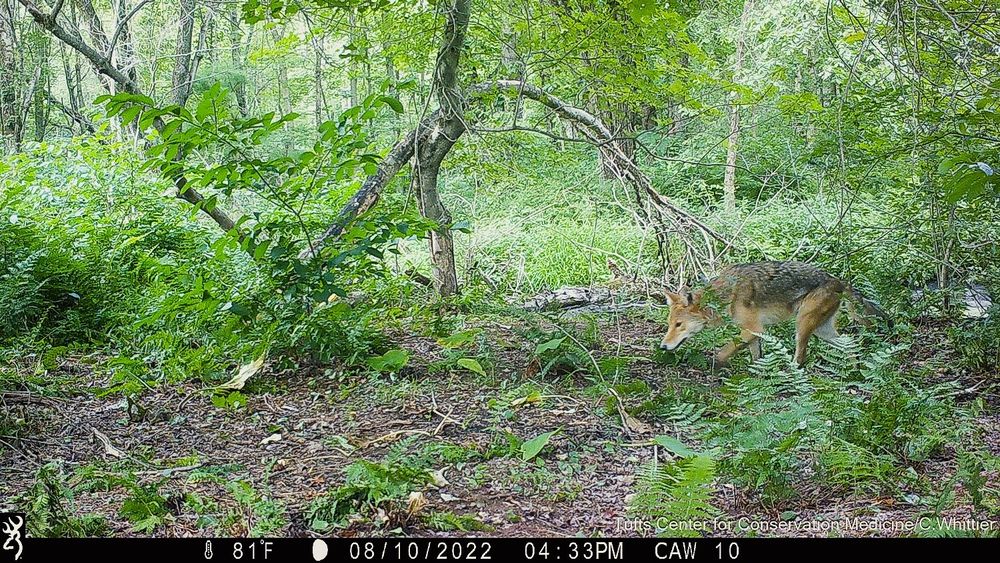 Camera trap photo of an eastern coyote during the day