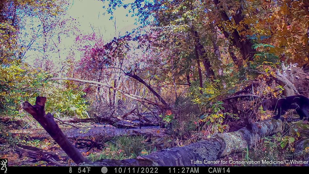 Camera trap photo of a fisher during the day in colorful fall foliage