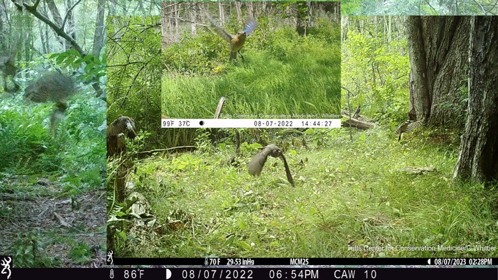 collage of camera trap photos of birds in flight 