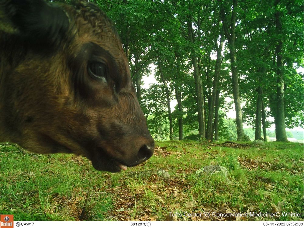 Camera trap image close-up of a cow's face in profile with tongue slightly blepping
