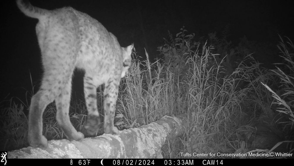 Camera trap photo of a bobcat walking away down a log