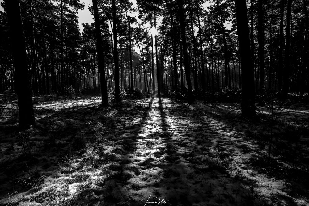 Licht und Schatten in einem Wald, große Schatten von den  Bäumen auf dem Waldboden, tief stehende Sonne von vorn
