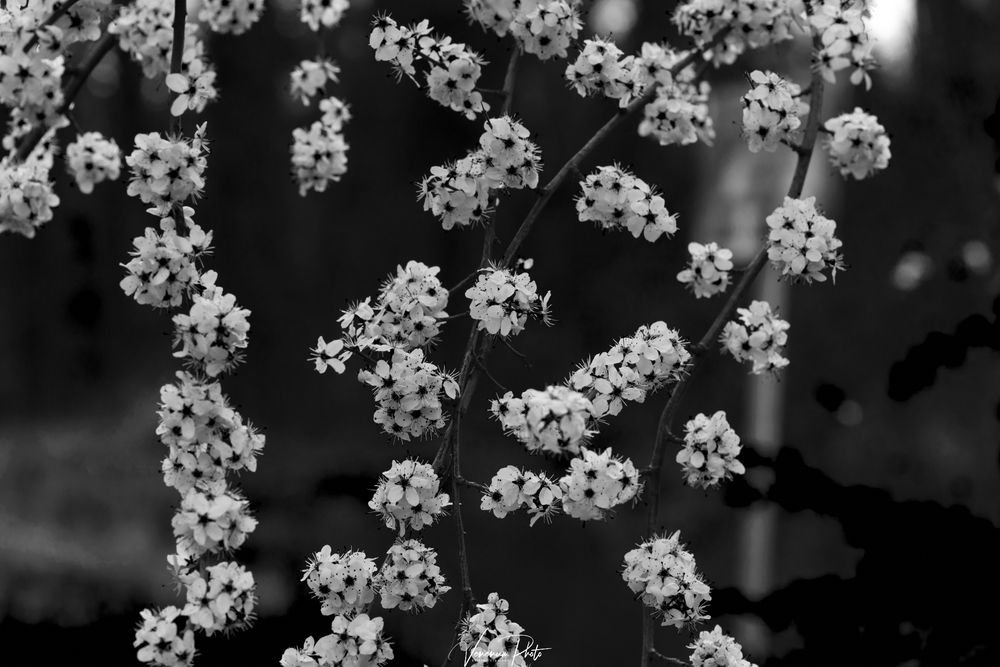 Schwarzweißbild, blühender Baum im Frühling