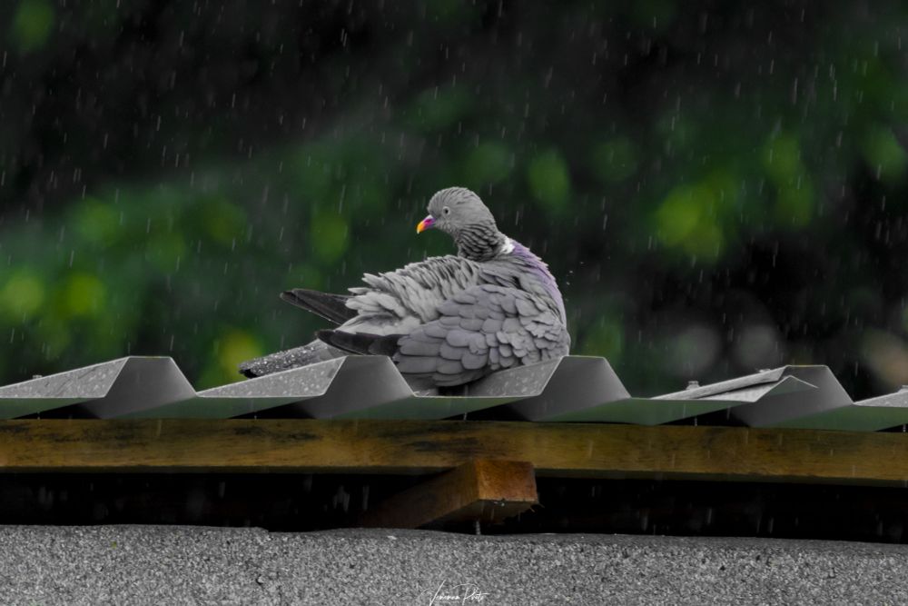 Taube sitzt im Regen auf einem Blechdach