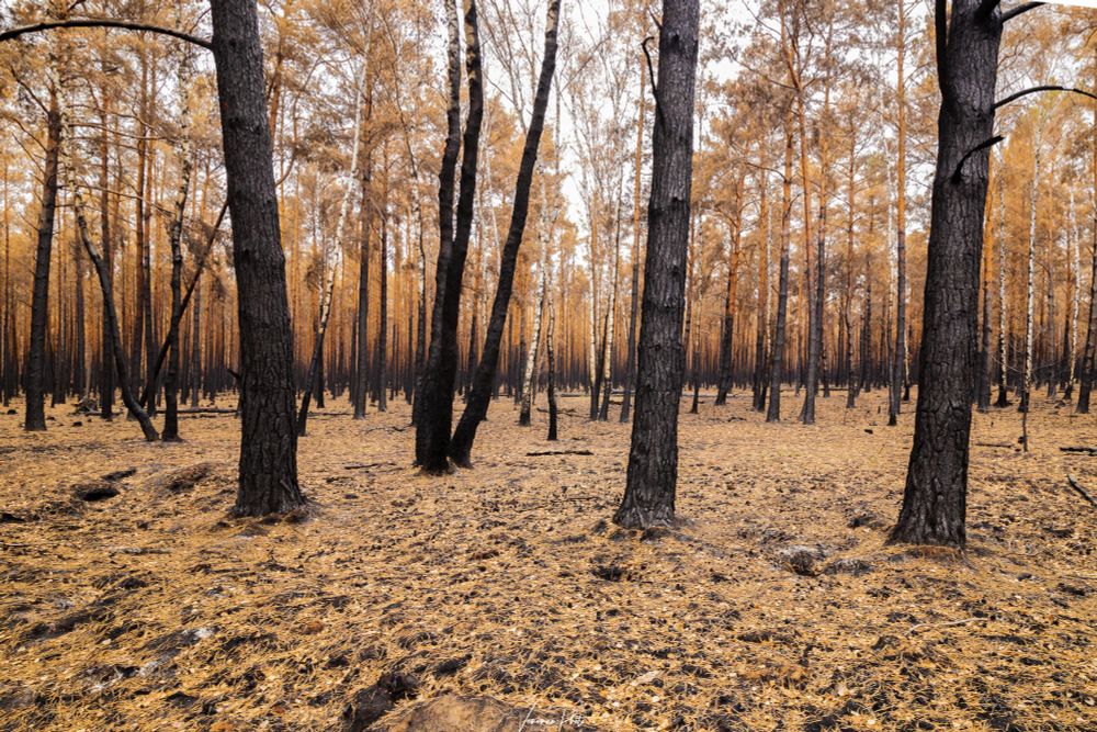 Wald nach einem Waldbrand, orange Kiefernnadeln bedecken den Waldboden überall, verkohlte Bäume stehen überall, tote orange Nadeln auch noch in den Baumkronen die mit jedem Windstoß zu Boden rieseln und den schwarzen Waldboden bedecken