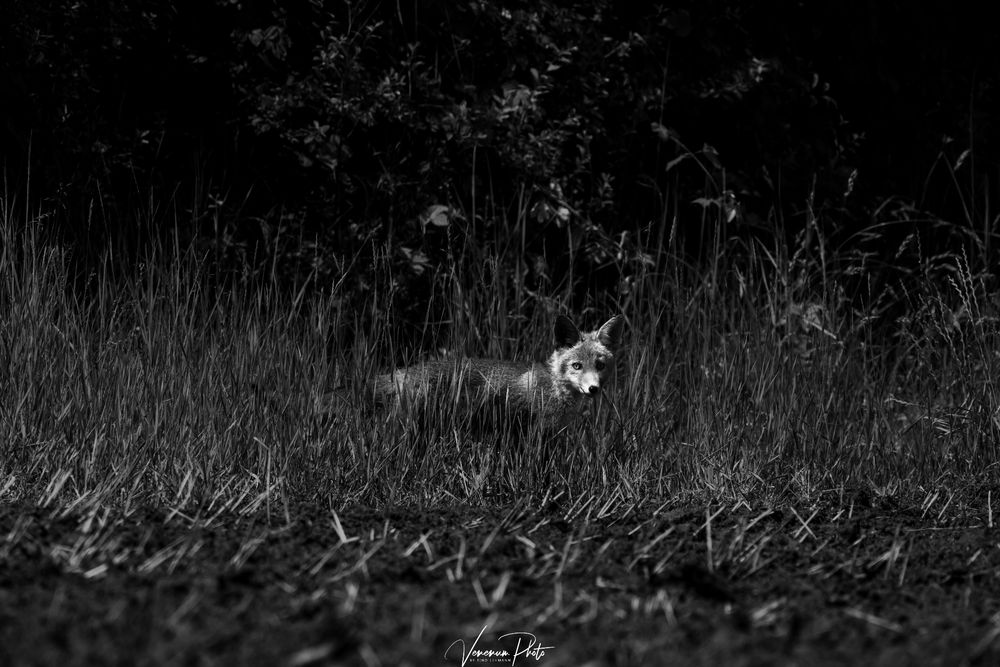 Schwarzweißbild von einem Fuchs im Gras