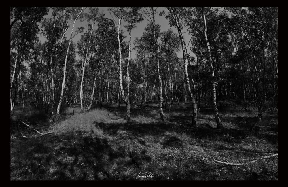 Schwarzweißbild von einem Wald