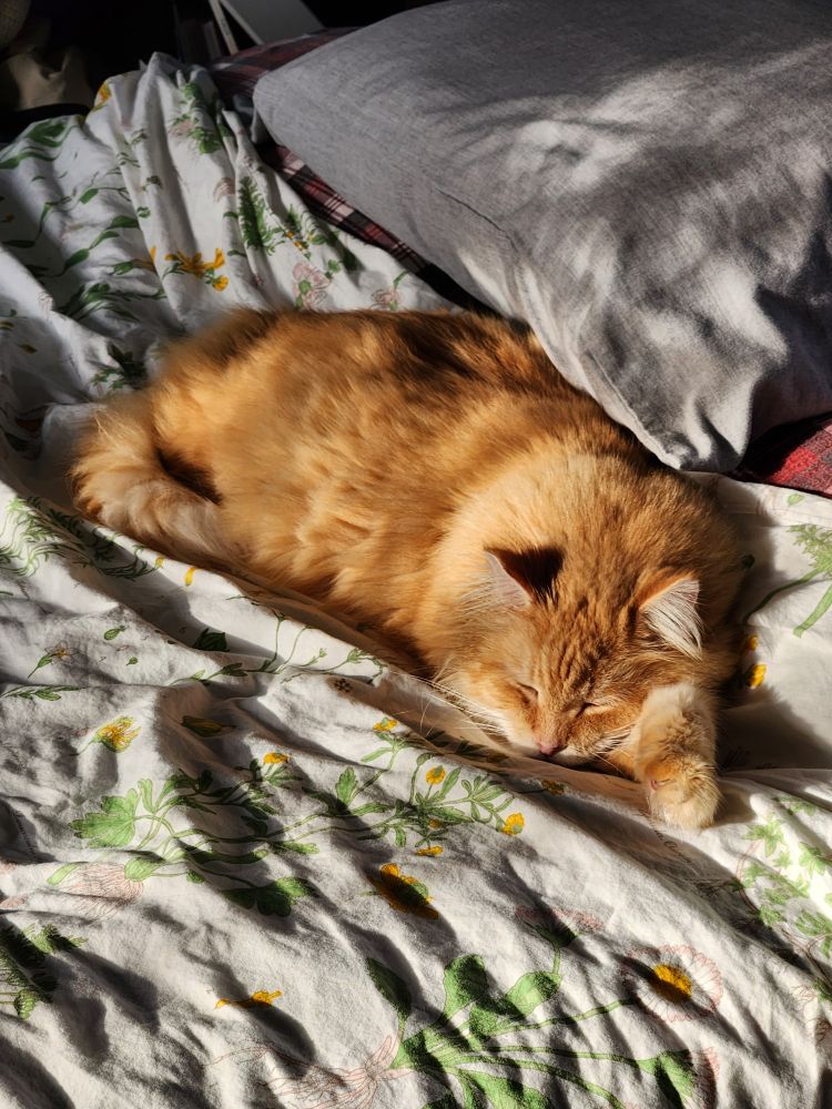 Orange cat sleeping on lightly floral comforter.