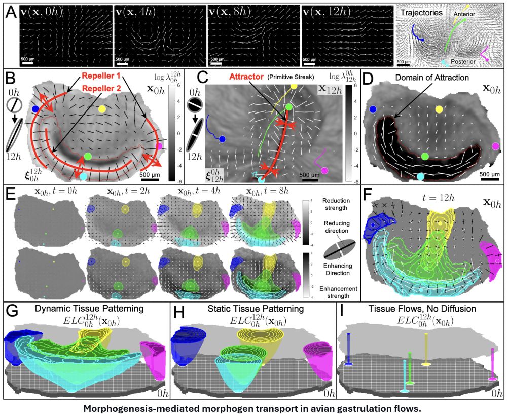 Morphogenetic movements reshape cell-cell interaction ranges, quantified as Embryological Light Cones (ELCs). These ELCs are highly different from the corresponding static tissue patterning ELCs.  