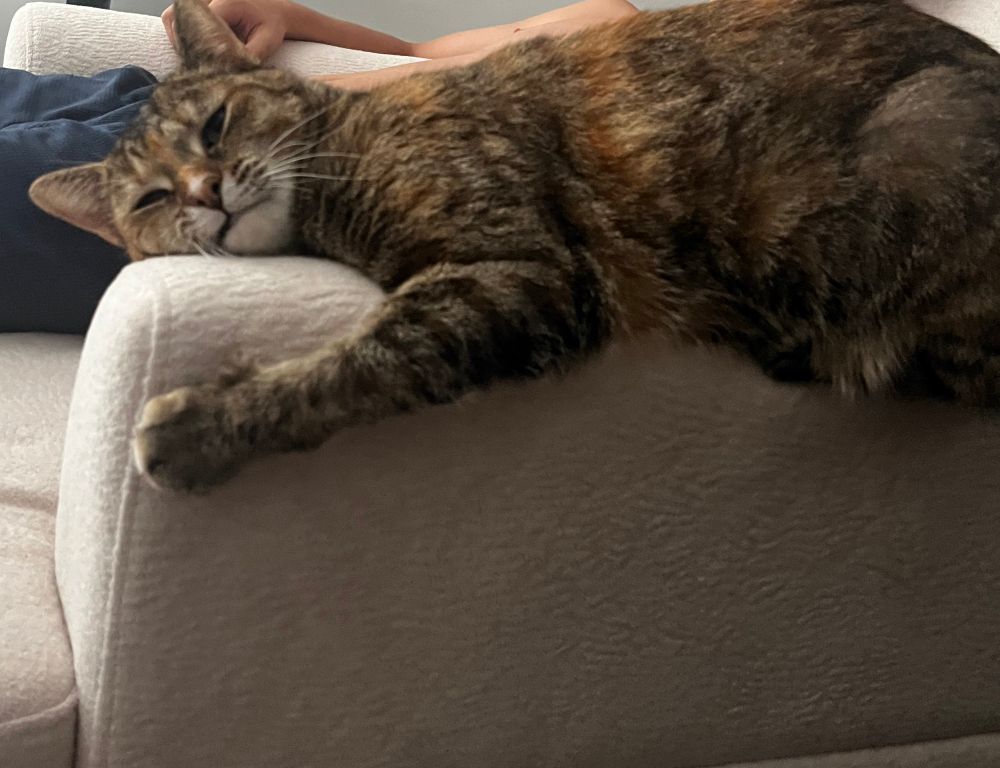 Sweet kitty (brown with black stripes) clinging to the arm of a chair. Yet still relaxed. 