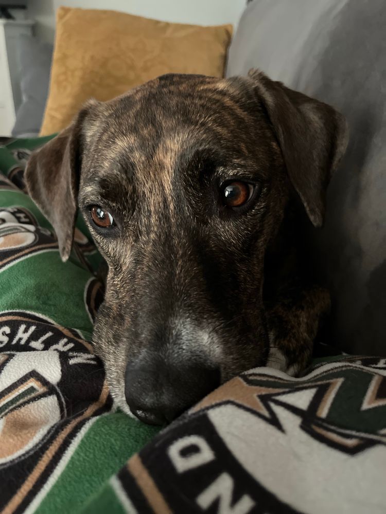 Beautiful face of a brindle Plott hound with big brown eyes snuggling in a blanket. 