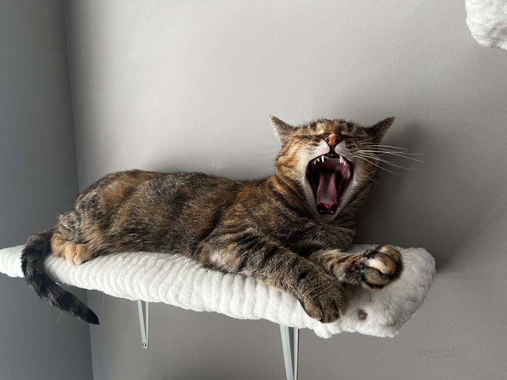Brown and light brown striped cat yawning—making her seem ferocious. She’s lying on a white shelf against a gray wall. 