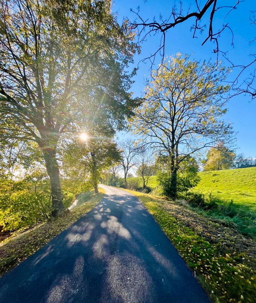 Asphaltierter Weg zwischen Bäumen und Wiese. Rechts Deich. 
