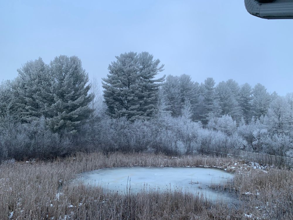 Frosted trees, behind a frozen pond surrounded by spent cattails.