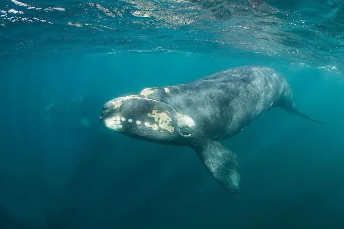 A North Atlantic right whale 