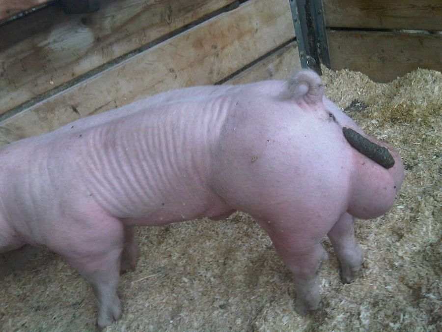 Piggy poop balls