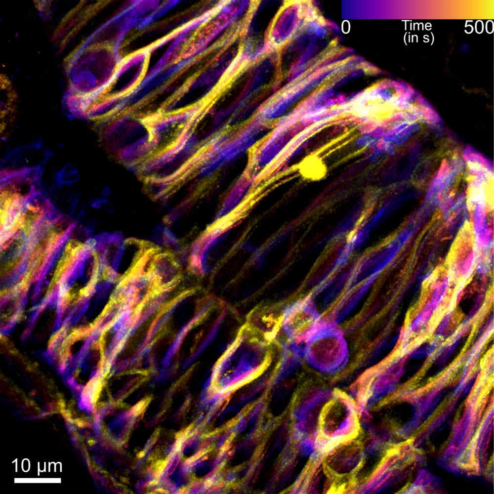 Temporal projection of a microscopy time-lapse image. Membranes of the cells in zebrafish brain at 20 hpf are labelled. Time is colour coded. 