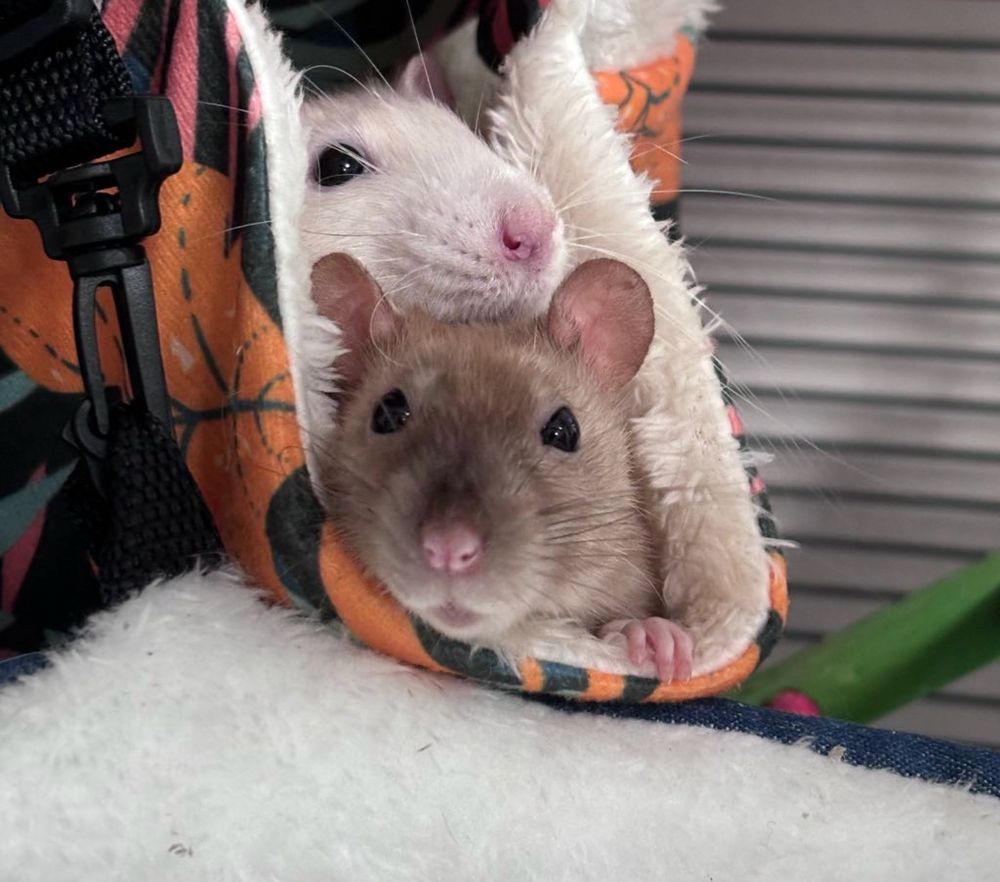 White rat cuddling with brown rat girlfriend 