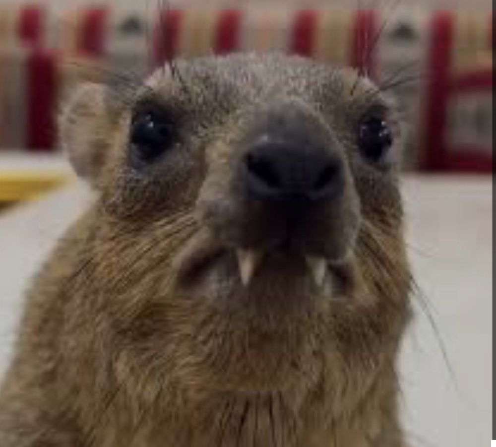 A silly looking hyrax with his goofy teeth out