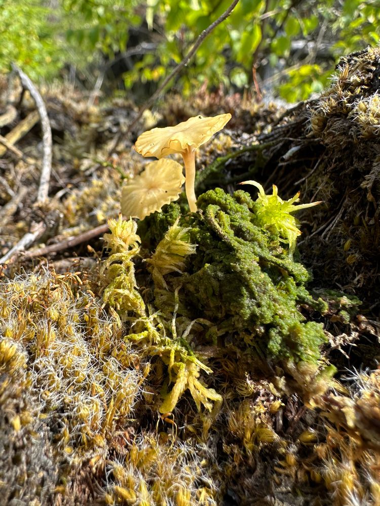 A gilled fungus, potentially Lichenomphalia umbellifera