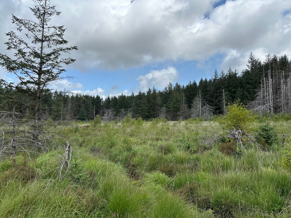 A remnant peat feature surrounded by forestry near Cwmaman, south Wales