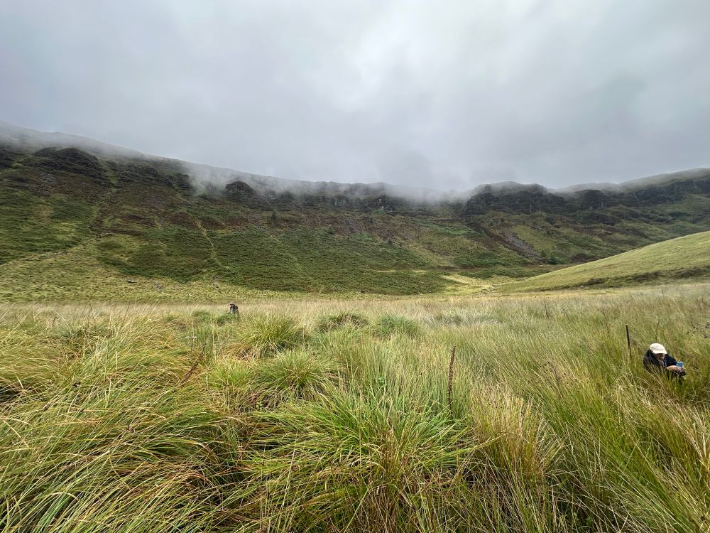 Two surveyors in a greater tussock sedge filled fen feature at Cwmparc, Rhondda