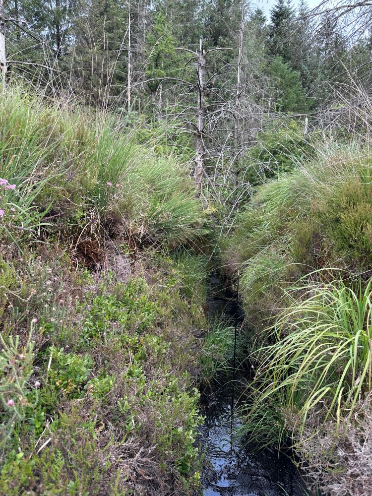 A drain through a potential forest to bog restoration site near Cwmaman, south Wales
