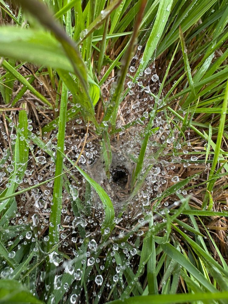 The funnel shaped web of the labyrinth spider